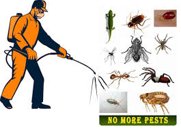 Bed Bug Control Services in Gurgaon