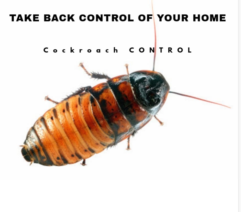 Cockroach control in Gurgaon