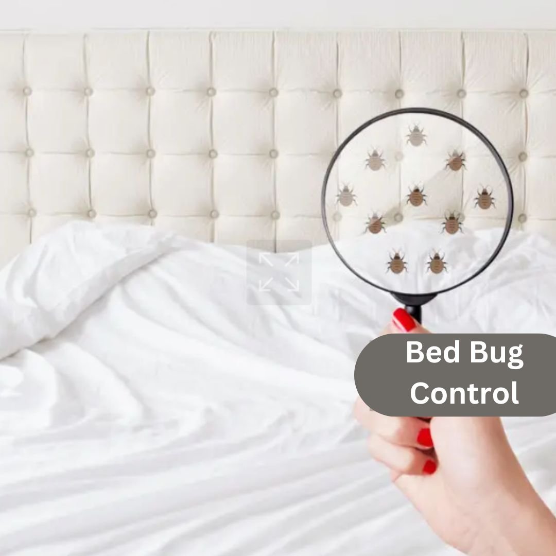 Professional bed bug control and pest management service in Mumbai - AKS Facilities
