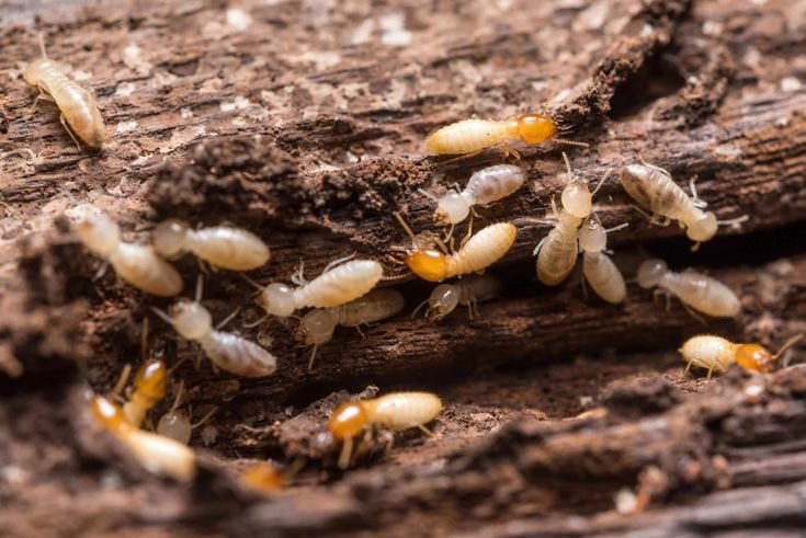 termite control services in Gurgaon