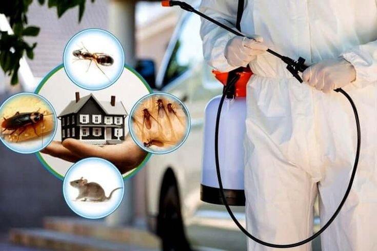 pest control services in gurgaon