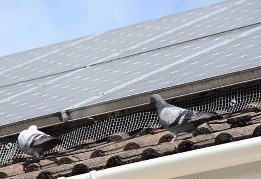 Bird Nest & Dropping