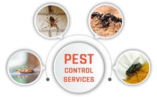 pest 1 1